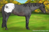 Horse Color:Brown Appaloosa 