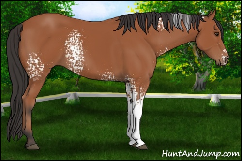 Horse Color: White Spotted Bay 