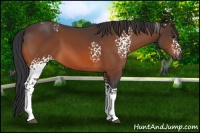 Horse Color:White Spotted Bay 