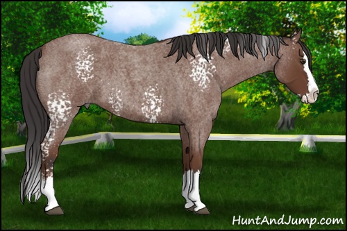 Horse Color: White Spotted Bay Roan Splash 