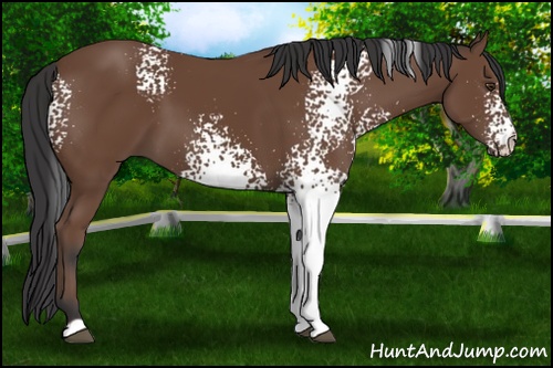 Horse Color: White Spotted Bay 