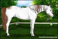 Horse Color:White Spotted Chestnut 