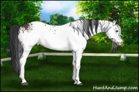 Horse Color:White Spotted Bay 