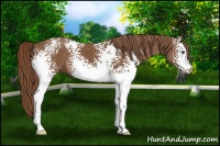 Horse Color:White Spotted Chestnut 