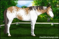 Horse Color:White Spotted Buckskin 