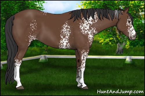 Horse Color: White Spotted Bay 