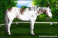 Horse Color:White Spotted Bay 