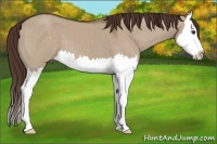 Horse Color:Liver Red Dun Splash 