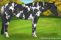 Horse Color:White Spotted Black 