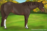 Horse Color:Liver Chestnut 