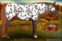 Horse Color:Liver Chestnut Appaloosa 
