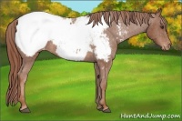 Horse Color:Chestnut Snowcap Rabicano 