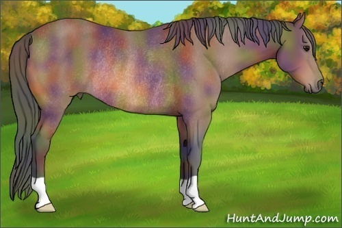 Horse Color: Nacre Bay Rabicano 