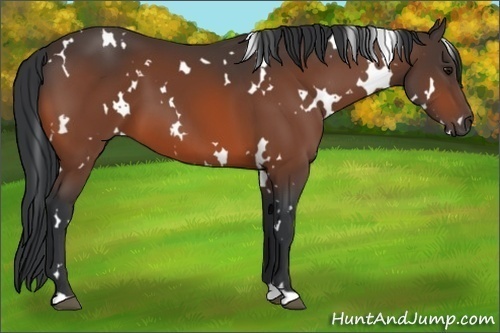 Horse Color: White Spotted Bay 