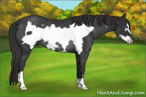 Horse Color: Liver Chestnut Frame Rabicano 
