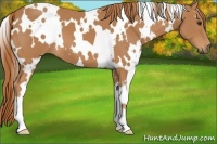 Horse Color:White Spotted Chestnut 