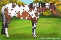 Horse Color:White Spotted Bay 
