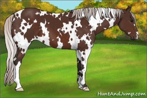 Horse Color: White Spotted Silver Brown 