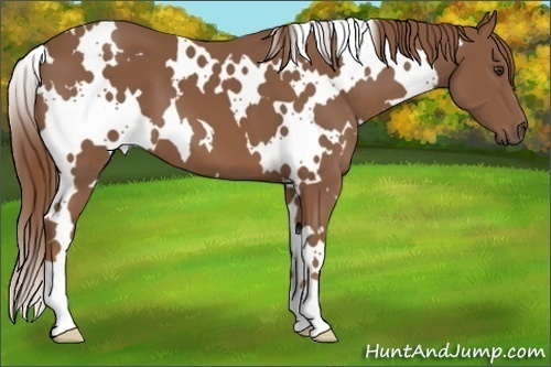 Horse Color: White Spotted Chestnut 