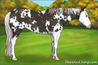 Horse Color:White Spotted Liver Chestnut Splash 