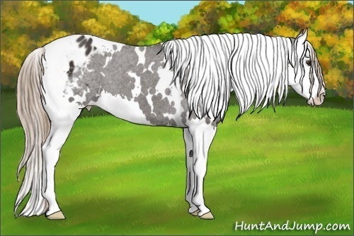 Horse Color: White Spotted Liver Chestnut Splash Blanket 