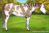 Horse Color:White Spotted Liver Chestnut Pearl Splash 