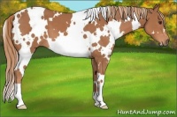 Horse Color:White Spotted Chestnut 