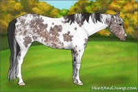 Horse Color:White Spotted Bay Ice 