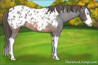 Horse Color:Brown Roan Splash Appaloosa