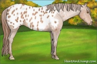 Horse Color:Brown Pearl Appaloosa 