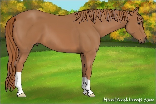 Horse Color: Chestnut 