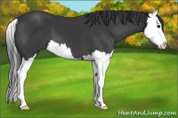 Horse Color:Black Sabino Splash 