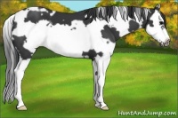 Horse Color:White Spotted Black Splash Frame 