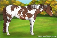 Horse Color:White Spotted Liver Chestnut