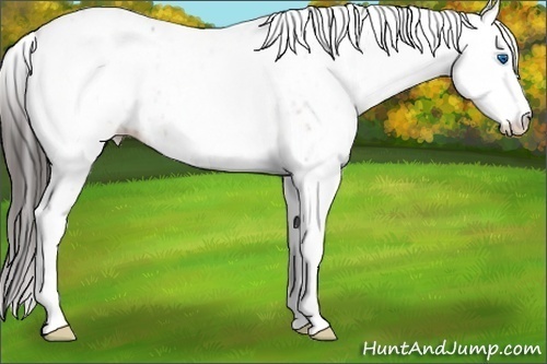 Horse Color: White Spotted Bay Splash Leopard 