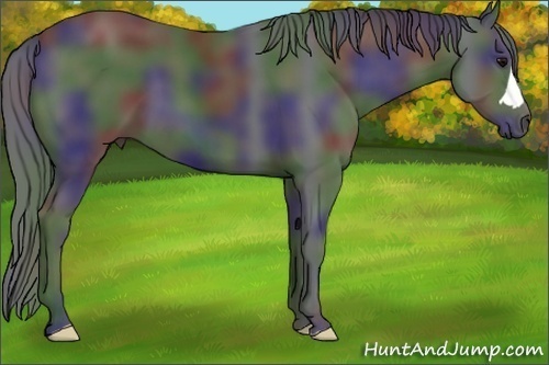 Horse Color: Nacre Black 