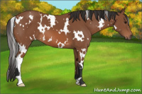 Horse Color:White Spotted Bay 