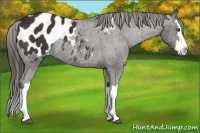 Horse Color:Liver Chestnut Splash Appaloosa Rabicano 