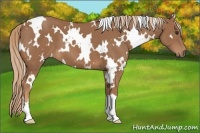 Horse Color:White Spotted Chestnut 