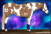 Horse Color:White Spotted Chestnut Splash