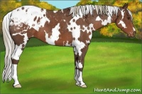 Horse Color:White Spotted Liver Chestnut Blanket 