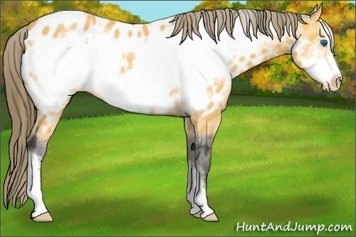 Horse Color: Buckskin Frame Near Leopard 