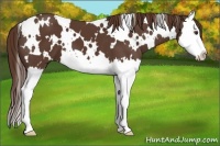 Horse Color:White Spotted Liver Chestnut Splash 