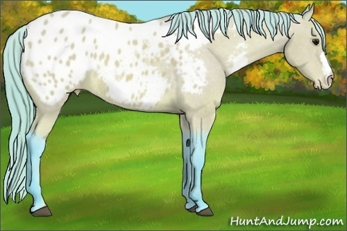 Horse Color: Watercolor Buckskin Roan Blanket 