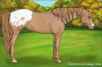 Horse Color:Chestnut Appaloosa 