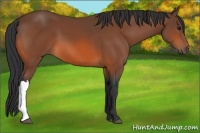 Horse Color:Bay 