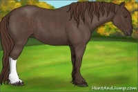 Horse Color:Liver Red Roan 