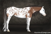 Horse Color:Bay Splash Appaloosa Rabicano 