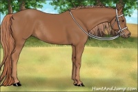 Horse Color:Chestnut Rabicano 