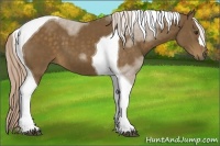 Horse Color:Chocolate Palomino Tobiano 